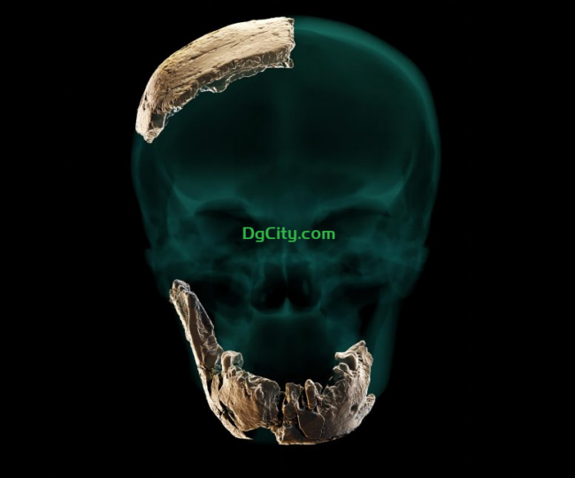 古代人类的发现：新的化石揭示了来自黎凡特的神秘原始人谱系-oserp